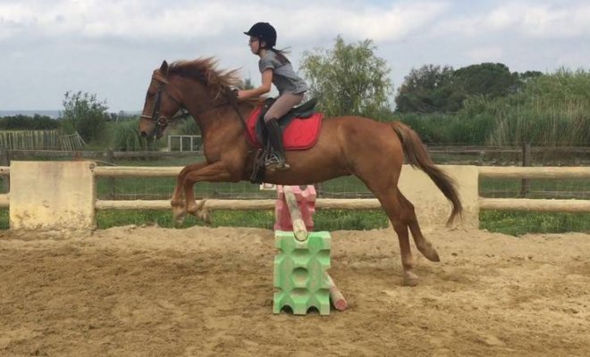 Travail de jeunes chevaux - École d'équitation du Bélice - Beaucaire